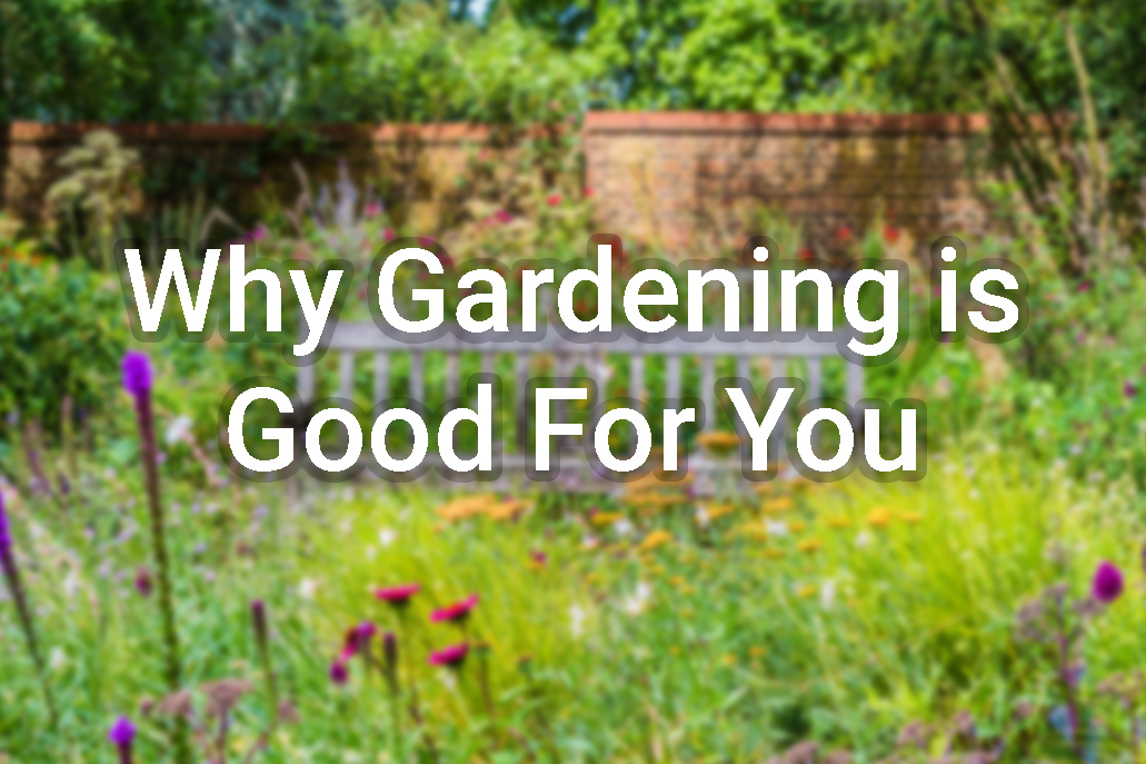 Why Gardening is Good For You